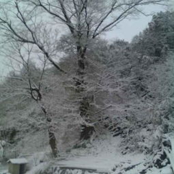 南山公园：花卉与积雪交相辉映