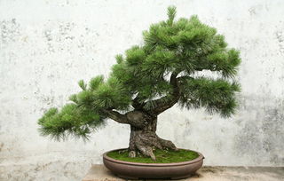 风水？养鸟？花盆？我裂开了！