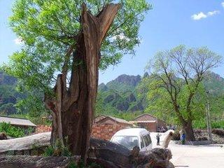 村口的老槐树