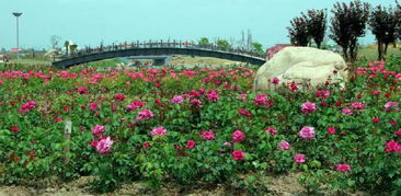 浦江那个破玫瑰园的门票居然打折了？！呵呵