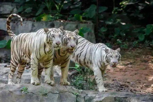1. 广州长隆野生动物世界一日门票家庭票