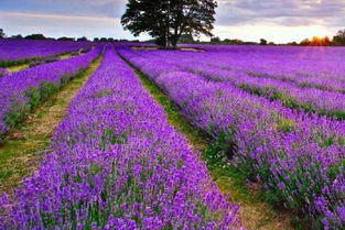 门票价格：抢劫还是慈善？