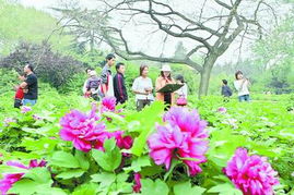 二、 郑州碧沙岗公园：樱花与城区共舞