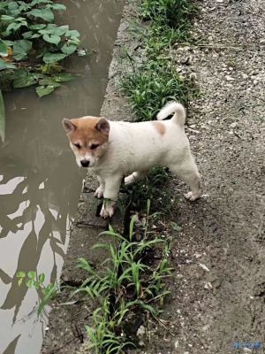 黄色狗狗：招财进宝的小金库