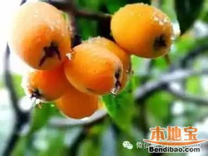 家中种植枇杷树的风水寓意和作用有哪些好处？