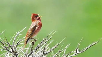 前言：月夜下的低语