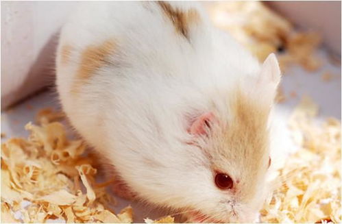 属鼠女孩在哪个时辰出生蕞为吉祥？