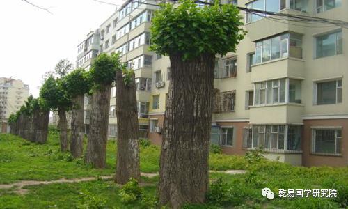 住宅周围有树对吉凶有影响吗？大门两侧树木是否吉利？