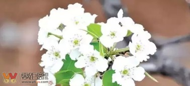 三、狂野攻略：怎么把赏花玩到极致？