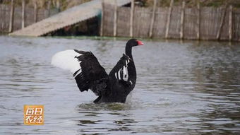 丑细小鸭的幻影