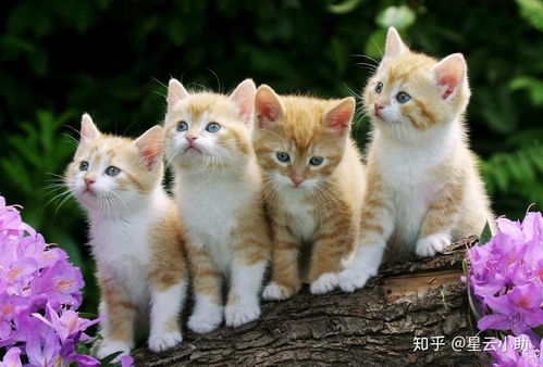野猫上床带小猫进家预示吉凶是何意？