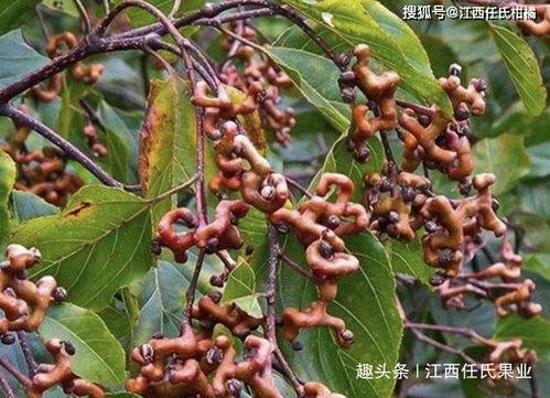 铁冬青四川Neng种植吗,铁冬青适合哪里种植