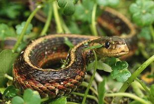 梦见一条大黑蛇，为什么会感到如此害怕呢？