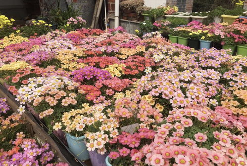 满院子长寿花,满院子长寿花