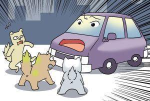 震惊！开车压到猫竟有这些不为人知的秘密！2026年运势大揭秘