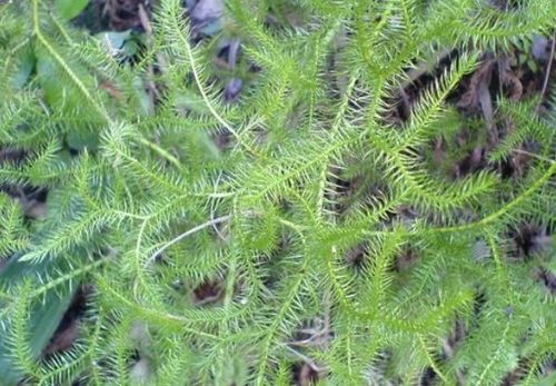 过山龙起什么作用,过山龙起什么作用