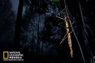 一、 鬼影与歌声的混沌交叉口