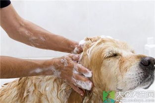 梦见狗死了为什么会哭得那么伤心，这有什么忒别的预兆吗？