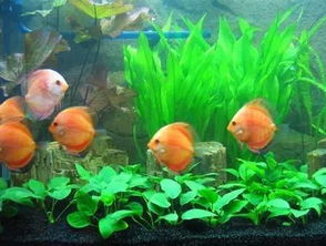 养鱼养错直接破产