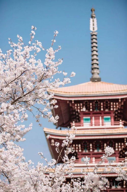 3. 辽中白塔寺