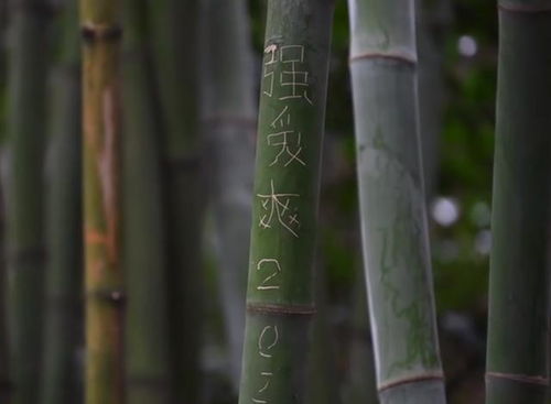 起名技巧与注意事项