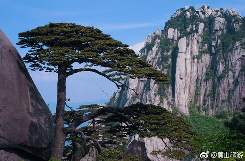 七、  黄山快乐之旅国际旅行社有限公司的详细资料