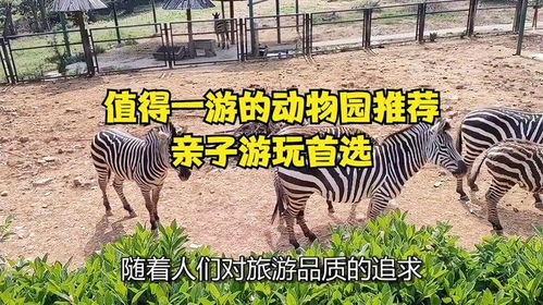 震惊！杭州动物园惊现神秘引力场 长颈鹿集体跳踢踏舞