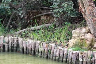 河边栽什么风水好,河边适宜种什么树护堤