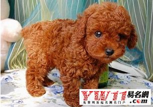 怎样判断一个泰迪犬名字够不够洋气？
