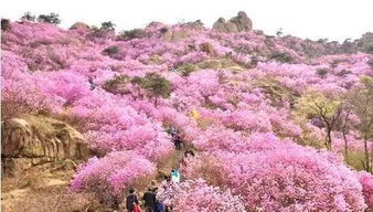2. 较大珠山：杜鹃花的王国