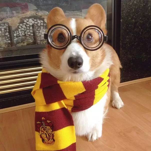 一、 来福乐猫犬舍：神秘又亲切的宠物殿堂