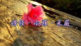 寓意之美：不仅仅是花朵和阳光