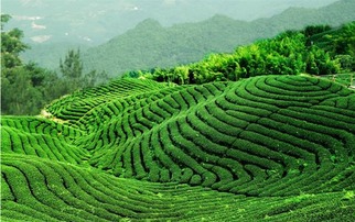 #信阳毛尖# #早起的坑爹体验#