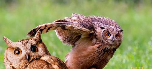 邻居家的猫咪: 又一个坏消息?