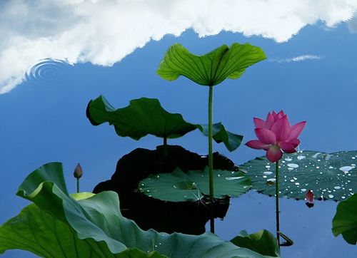 8月下旬，贵人相助，乘风破浪的三大生肖是哪些？