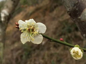 二、穿越时空：中山植物园赏梅