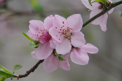 卧室：桃花粉碎机