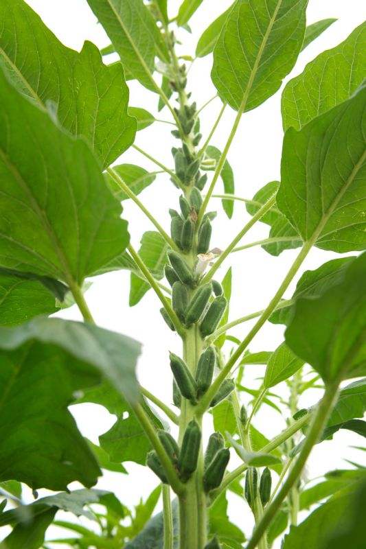 南通：芝麻秆、 冬青枝与元宝茶