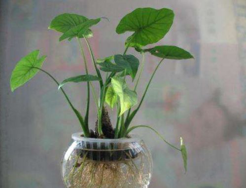 3. 有毒的植物千万莫：那是“夺命草”！