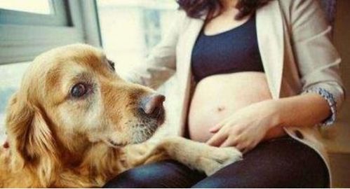 怀孕梦见狗咬自己是什么预兆，梦见猫咬自己有什么含义？