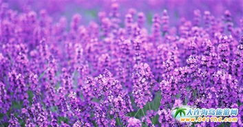 昌平薰衣草庄园大揭秘！2026年紫气东来还是紫气西去？看完这篇再决定去不去！
